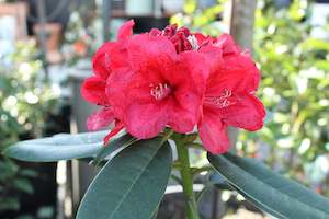 Evergreen Plants Chch Canterbury: Rhododendron Lady in Red