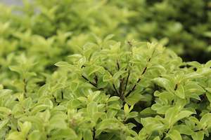 Evergreen Plants Chch Canterbury: Pittosporum Frankies Folly