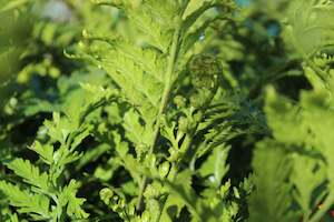 Ferns Chch Canterbury: Asplenium bulbiferum x oblongifolium