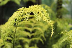 Asplenium bulbiferum