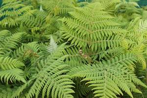 Ferns Chch Canterbury: Cyathea dealbata