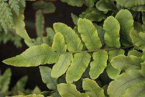 Ferns Chch Canterbury: Blechnum procerum