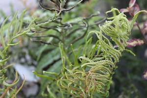 Ferns Chch Canterbury: Blechnum novae-zelandiae