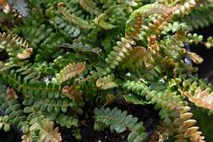 Blechnum pennamarina