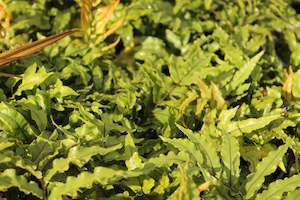 Ferns Chch Canterbury: Blechnum montanum