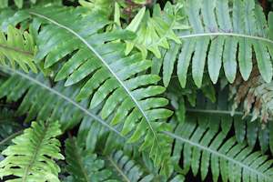 Blechnum discolor