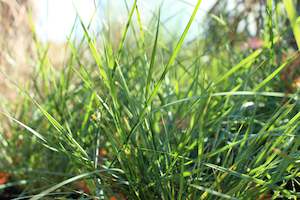 Flaxes Chch Canterbury: Stipa gigantea