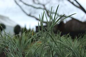 Flaxes Chch Canterbury: Aciphylla dieffenbachii