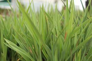 Flaxes Chch Canterbury: Dianella Little Rev