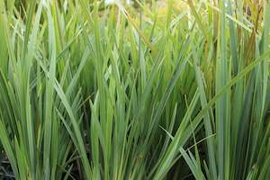 Flaxes Chch Canterbury: Dianella Kentlyn