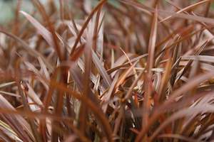 Flaxes Chch Canterbury: Phormium Sweet Mist