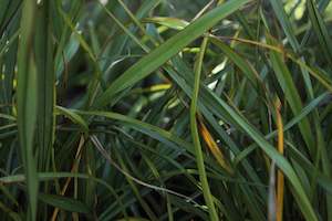 Flaxes Chch Canterbury: Phormium Surfer