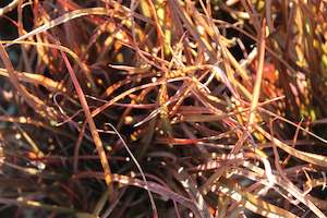 Flaxes Chch Canterbury: Phormium Jack Spratt