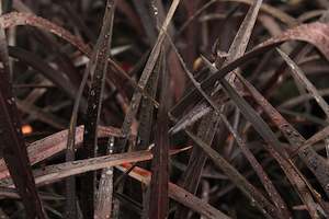 Flaxes Chch Canterbury: Phormium Dusky Chief