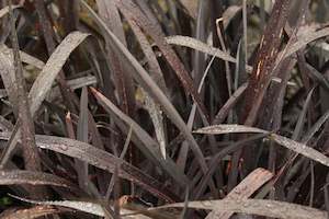 Phormium Dark Seedling
