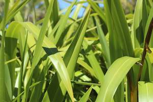 Flaxes Chch Canterbury: Phormium cookianum