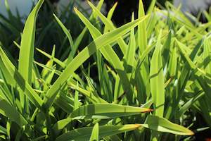 Flaxes Chch Canterbury: Phormium Emerald Gem