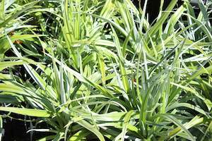 Flaxes Chch Canterbury: Astelia Silver Shadow