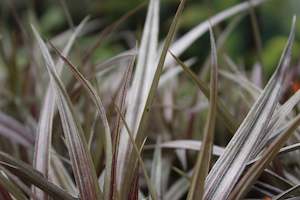 Flaxes Chch Canterbury: Astelia nervosa Westland