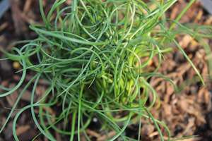 Juncus effusus Spiralis