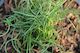 Juncus effusus Spiralis
