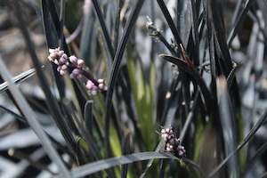 Grasses Chch Canterbury: Ophiopogon Hosoba Kokuryū