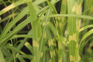 Miscanthus zebrinus