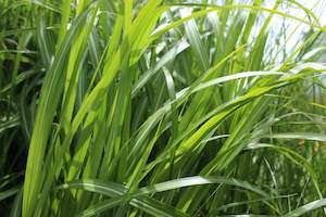 Miscanthus sinensis