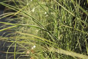 Grasses Chch Canterbury: Miscanthus Morning Lights