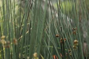 Juncus tenuis Blue Dart