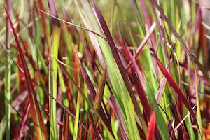 Imperata cylindrica Red Baron