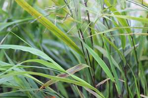 Grasses Chch Canterbury: Hakonechloa macra