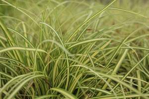 Carex Evergold