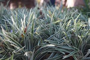 Grasses Chch Canterbury: Ophiopogon variegata