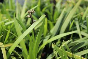 Ophiopogon planiscarpus