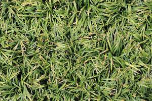 Grasses Chch Canterbury: Ophiopogon japonicus Nana