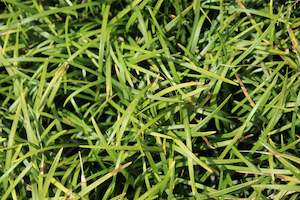 Ophiopogon japonicus