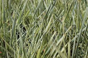 Grasses Chch Canterbury: Lomandra White Sands