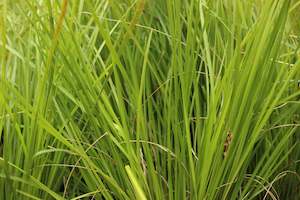 Grasses Chch Canterbury: Lomandra longifolia Tanika