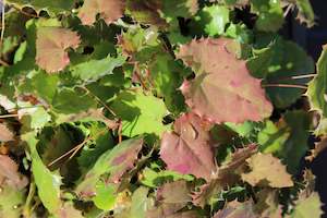 Epimedium pauciflorum