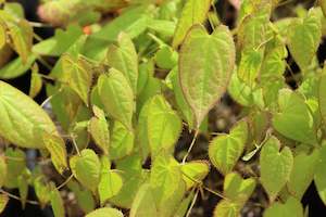 Groundcover Chch Canterbury: Epimedium x rubrum
