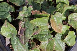 Epimedium leptorrhizum