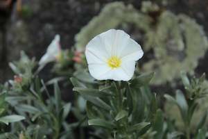Groundcover Chch Canterbury: Convolvulus cneorum