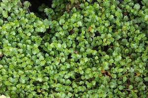 Groundcover Chch Canterbury: Pratia macrodon