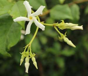 Groundcover Chch Canterbury: Trachelospermum jasminoides