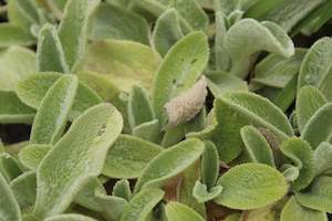 Stachys byzantina Limelight