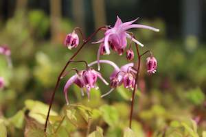 Groundcover Chch Canterbury: Epimedium grandiflorum Rose Queen