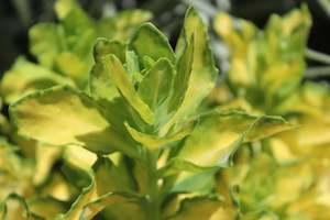 Groundcover Chch Canterbury: Sedum spectabile Variegatum