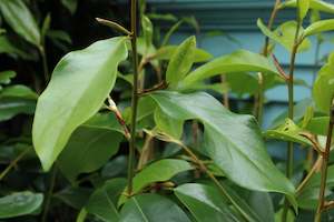 Michelia fairy blush