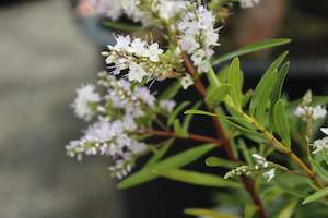 Hedging Chch Canterbury: Hebe Autumn Snow